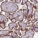 MSMP Antibody in Immunohistochemistry (Paraffin) (IHC (P))