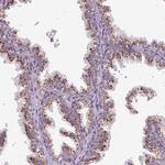 MSMP Antibody in Immunohistochemistry (Paraffin) (IHC (P))