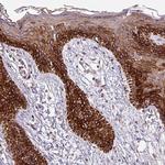 MSMP Antibody in Immunohistochemistry (Paraffin) (IHC (P))