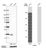 MSMP Antibody in Western Blot (WB)