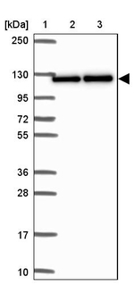 SYNE3 Antibody in Western Blot (WB)
