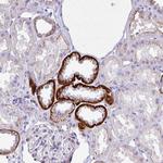 HEN2 Antibody in Immunohistochemistry (Paraffin) (IHC (P))