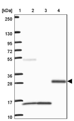 VWC2 Antibody in Western Blot (WB)