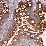 YIF1B Polyclonal Antibody