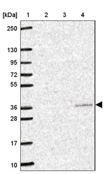 YIF1B Antibody in Western Blot (WB)