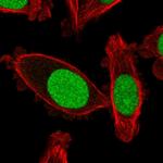 DR1 Polyclonal Antibody