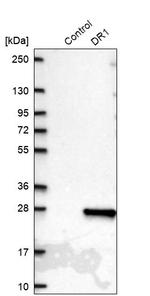 DR1 Antibody in Western Blot (WB)