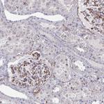 NEURL4 Antibody in Immunohistochemistry (Paraffin) (IHC (P))