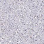 NEURL4 Antibody in Immunohistochemistry (Paraffin) (IHC (P))