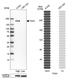 Tensin 3 Antibody in Western Blot (WB)