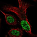 SIA7C Polyclonal Antibody