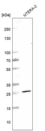 SIA7C Antibody in Western Blot (WB)