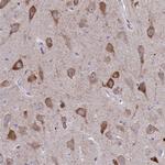 SPATS2L Antibody in Immunohistochemistry (Paraffin) (IHC (P))