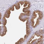 FAM177A1 Antibody in Immunohistochemistry (Paraffin) (IHC (P))