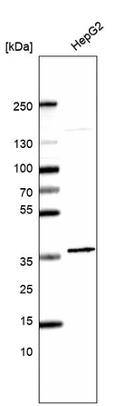 FAM177A1 Antibody in Western Blot (WB)