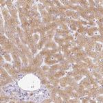 CTAGE5 Antibody in Immunohistochemistry (Paraffin) (IHC (P))