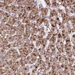 ZNF596 Antibody in Immunohistochemistry (Paraffin) (IHC (P))