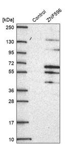 ZNF596 Antibody in Western Blot (WB)