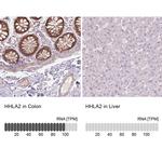 HHLA2 Antibody