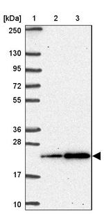SNRPC Antibody in Western Blot (WB)