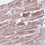 FAM153B Polyclonal Antibody