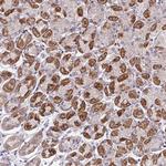 ERI1 Antibody in Immunohistochemistry (Paraffin) (IHC (P))