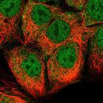 STRAP Polyclonal Antibody