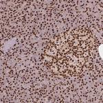 TTLL9 Antibody in Immunohistochemistry (Paraffin) (IHC (P))