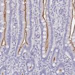 MGAM2 Antibody in Immunohistochemistry (Paraffin) (IHC (P))