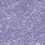 MGAM2 Antibody in Immunohistochemistry (Paraffin) (IHC (P))