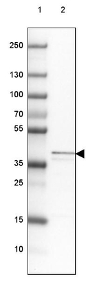 MRPS5 Antibody in Western Blot (WB)