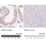 ZNF610 Antibody