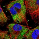 FAM120A Polyclonal Antibody