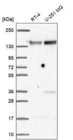 FAM120A Antibody in Western Blot (WB)