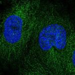 DOK4 Polyclonal Antibody