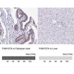 FAM107A Antibody