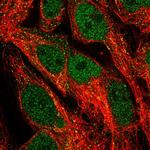 NFE2L3 Polyclonal Antibody