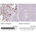 NFE2L3 Antibody