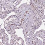 TMEM100 Antibody in Immunohistochemistry (Paraffin) (IHC (P))
