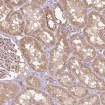 COX8A Antibody in Immunohistochemistry (Paraffin) (IHC (P))