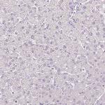 COX8A Antibody in Immunohistochemistry (Paraffin) (IHC (P))