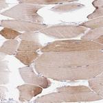 COX8A Polyclonal Antibody