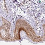 COX8A Antibody in Immunohistochemistry (Paraffin) (IHC (P))