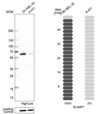 CRACC Antibody in Western Blot (WB)