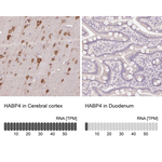 HABP4 Polyclonal Antibody