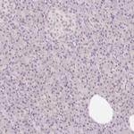 CASKIN1 Antibody in Immunohistochemistry (IHC)