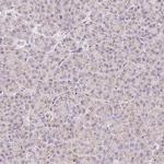 COPZ2 Polyclonal Antibody