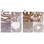 DYRK4 Antibody in Immunohistochemistry (IHC)