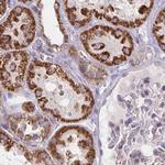 DYRK4 Antibody in Immunohistochemistry (IHC)