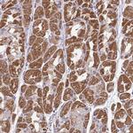 BRP44 Polyclonal Antibody